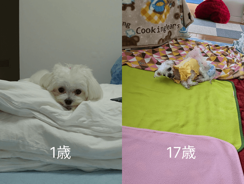 1 year old and 17 year old
