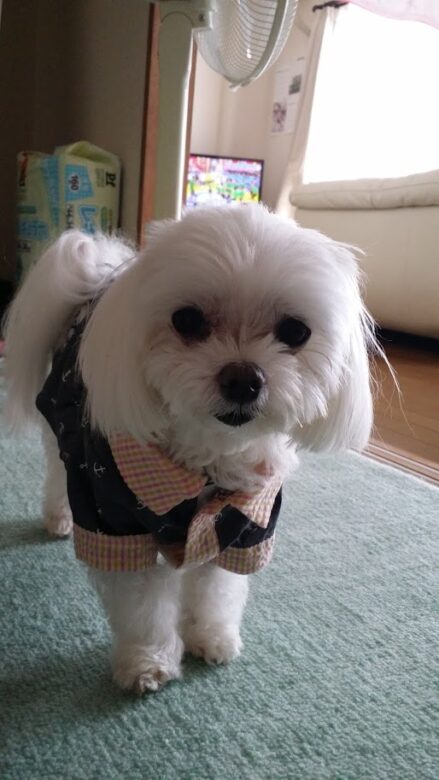 Dog at age 17