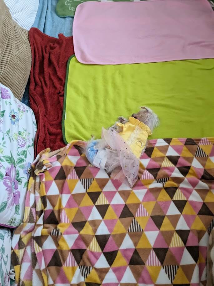 Resting dog