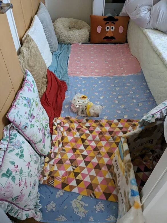 dog room
