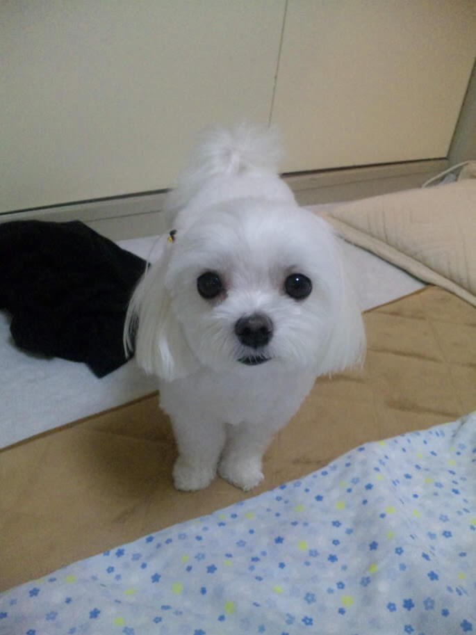 Dog at age 3