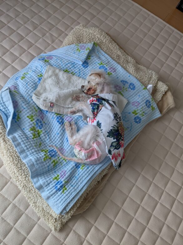 8/8の愛犬