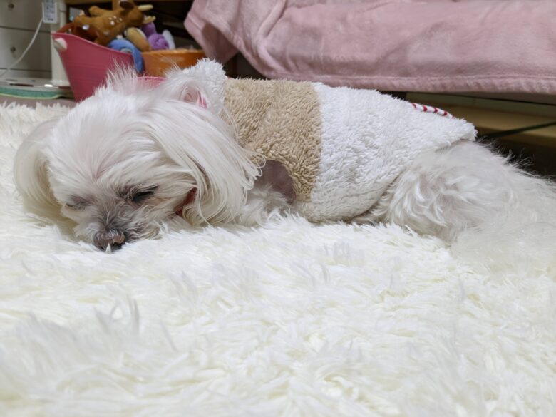 プログラミング 独学 挫折